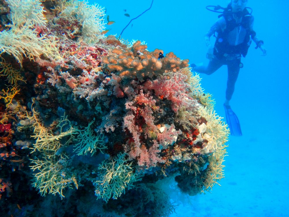 Коралловый риф на Мальдивах: сокровищница морской жизни - 1