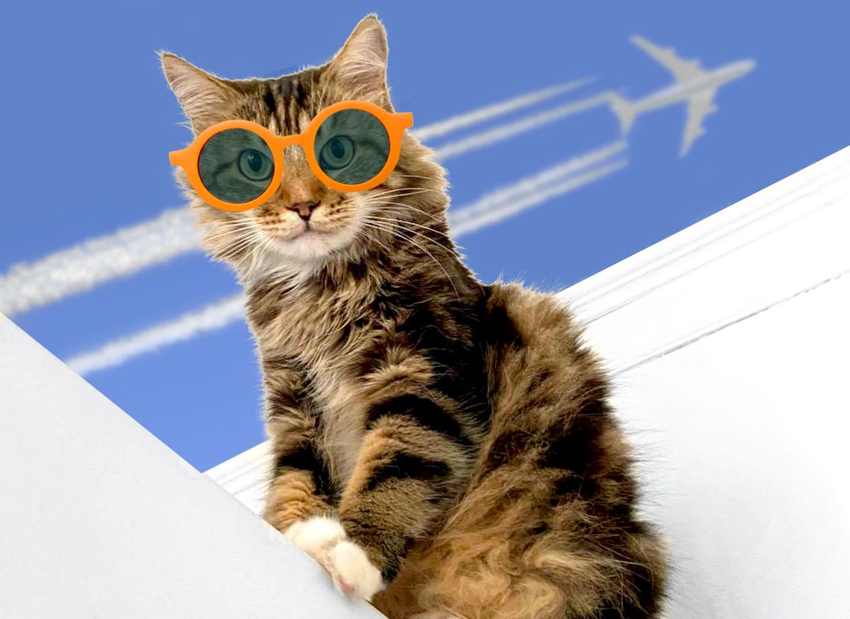 Как взять питомца в отпуск? - 1