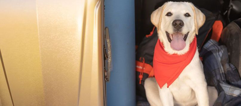 Правила провоза животных на рейсах самолета «Аэрофлот»