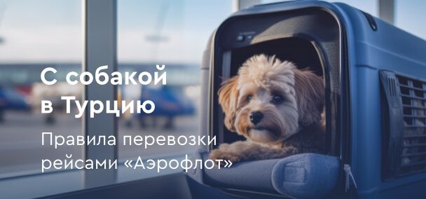 картинка - С собакой в Турцию