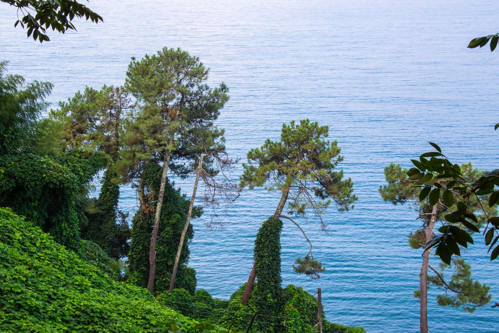 Картинка - Туры в Пицунду