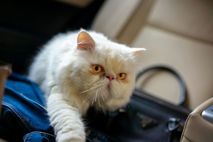 Аэрофлот открыл отдельную стойку регистрации для пассажиров с животными