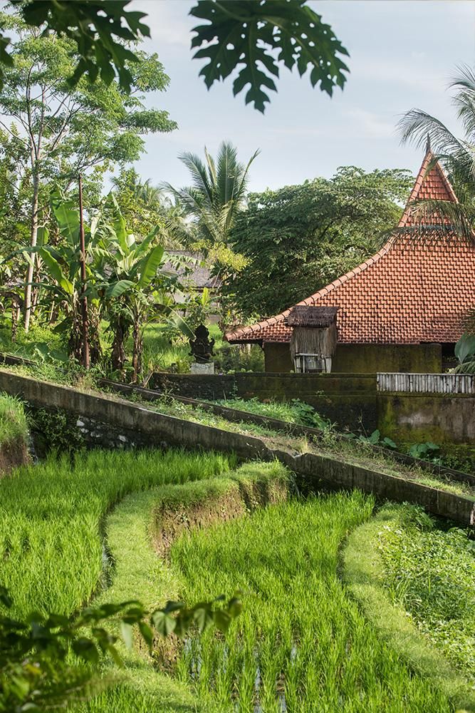 BLUE KARMA DIJIWA UBUD - 6