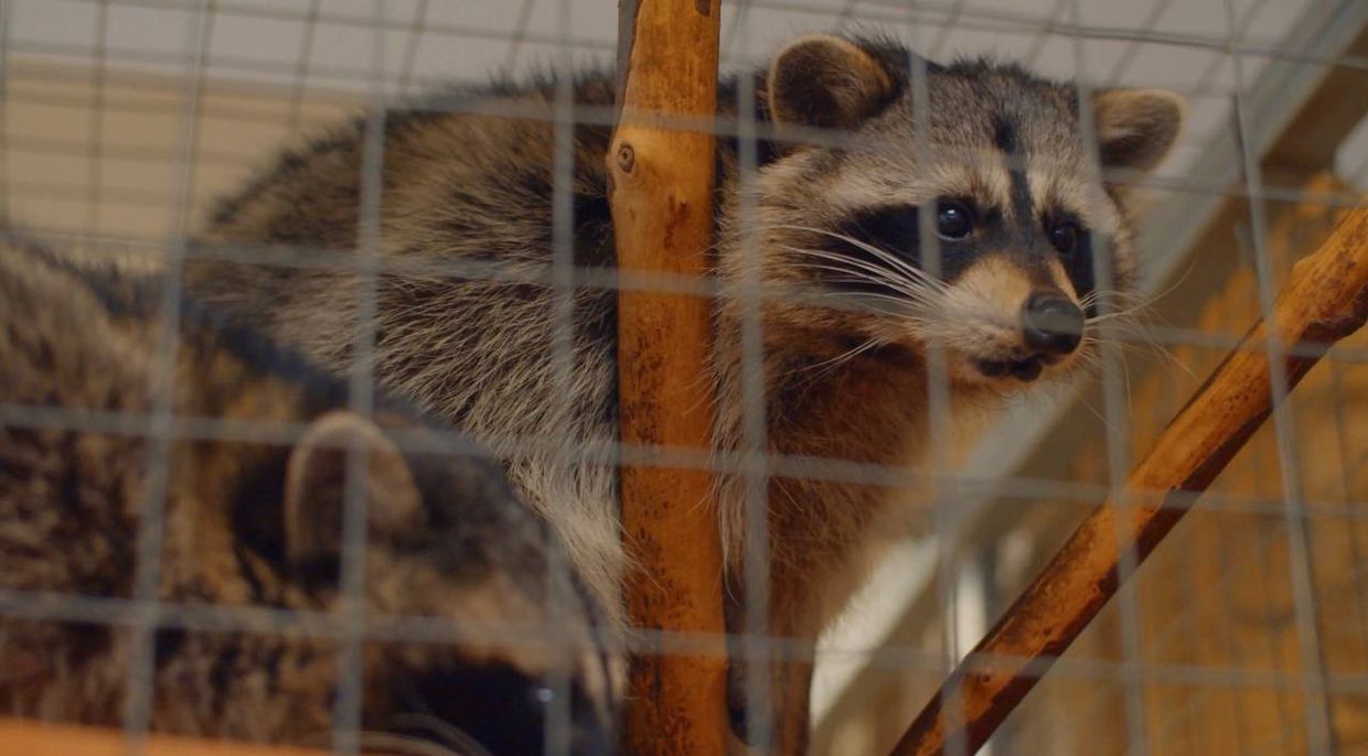 TULIP INN SOFRINO PARK, отель - 17