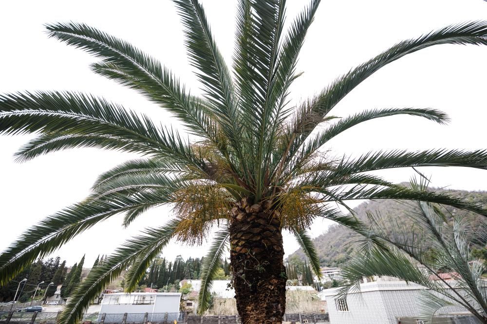 ПАЛЬМА В ПИЦУНДЕ, отель стандарт - 8