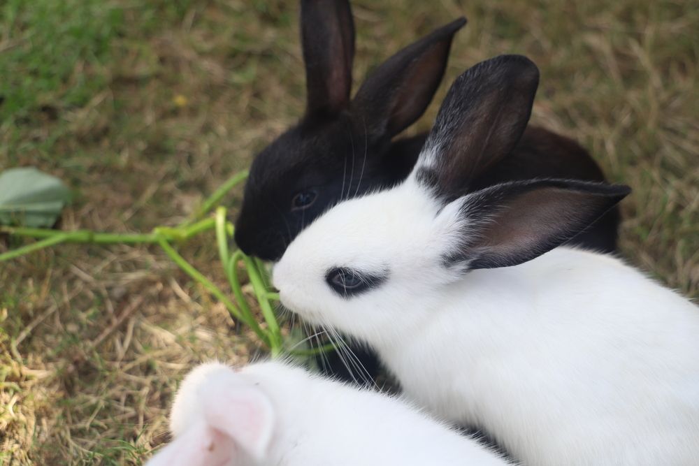 Картинка отеля - 67