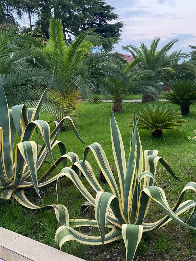 ГАЛИНА, отель - 13