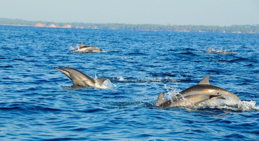 TRINCO BLU BY CINNAMON (Ex. Chaaya Blue) - 12