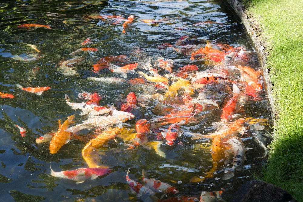 TERRACOTTA RESORT & SPA - 16