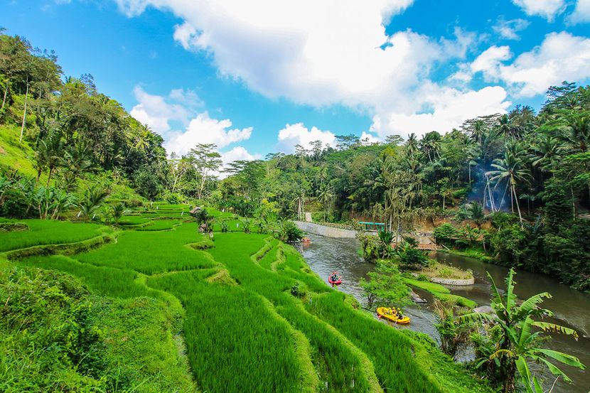 JUNGLE RETREAT BY KUPU KUPU BARONG - 1