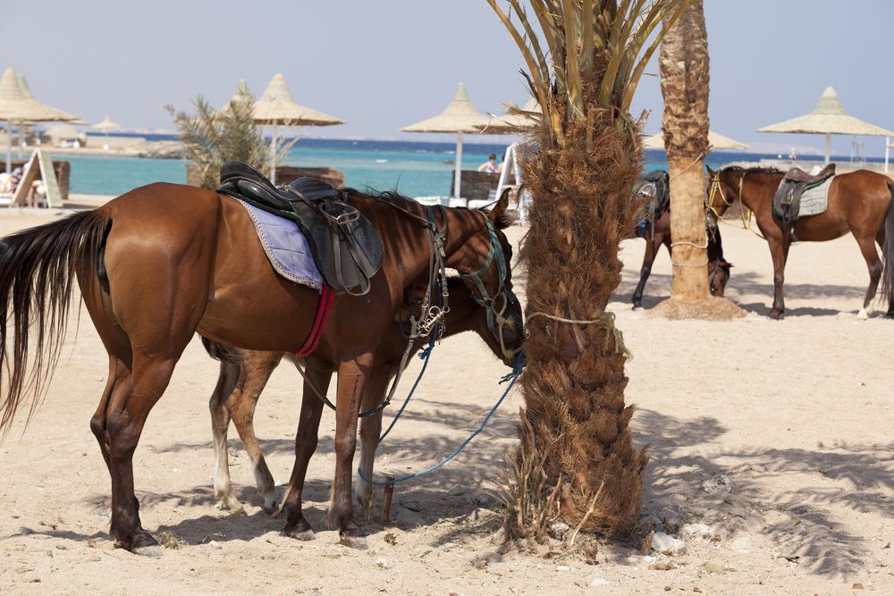 CORAL BEACH RESORT - 28