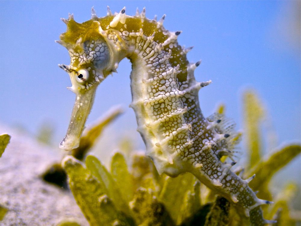 AMARINA ABU SOMA RESORT & AQUAPARK - 49