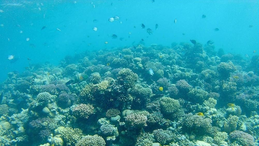 TROPITEL SAHL HASHEESH - 12