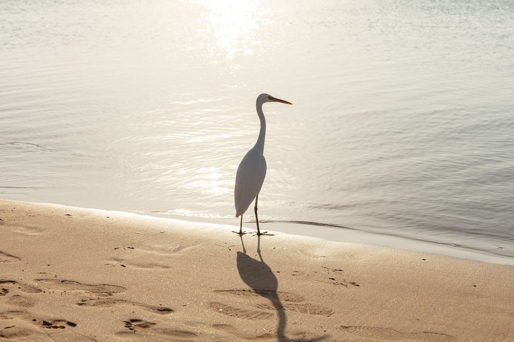 PALM ROYALE RESORT - 9