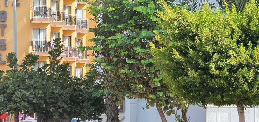 Kleopatra Ikiz Hotel - 17