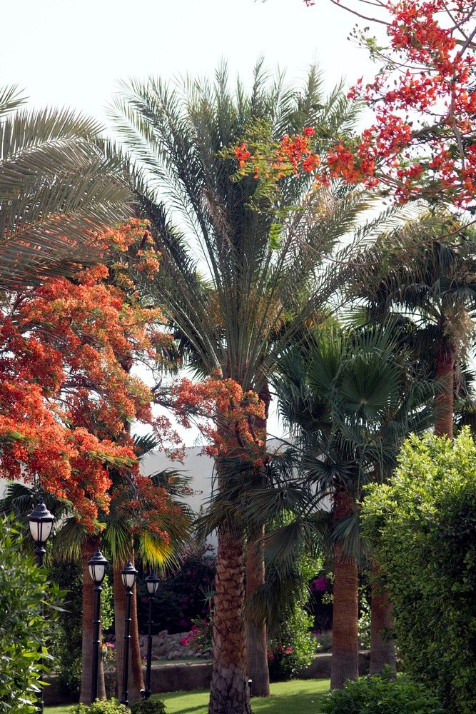 SWISS INN RESORT DAHAB - 30