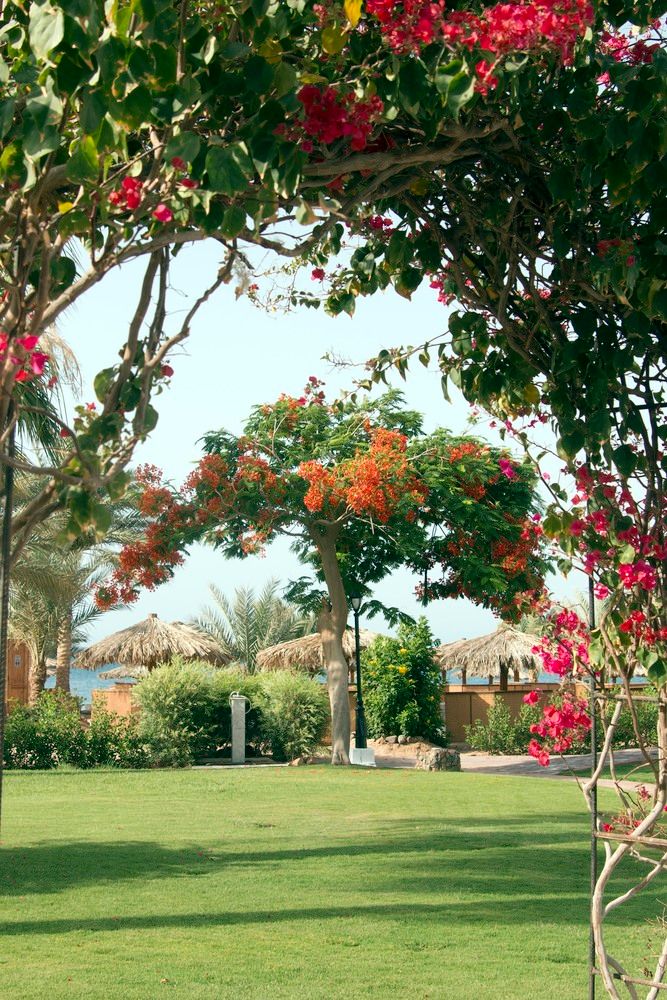 SWISS INN RESORT DAHAB - 31