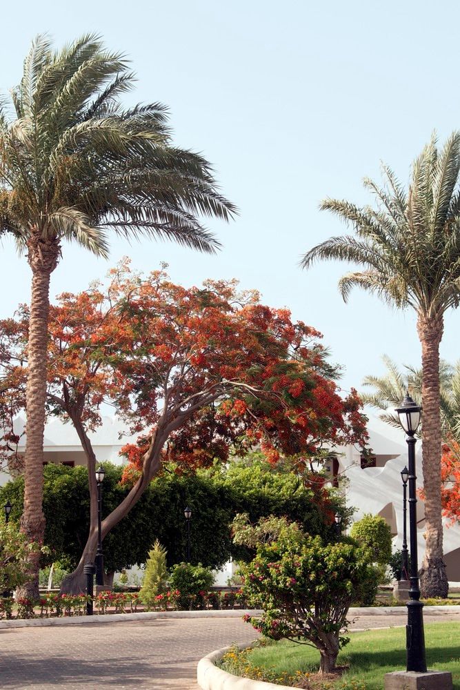 SWISS INN RESORT DAHAB - 22