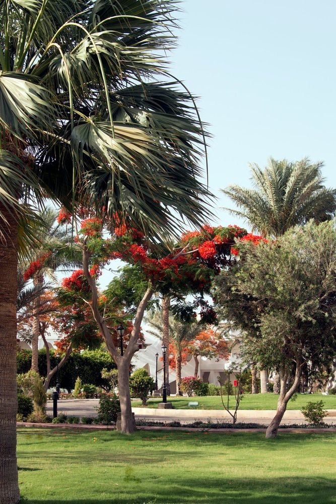 SWISS INN RESORT DAHAB - 21