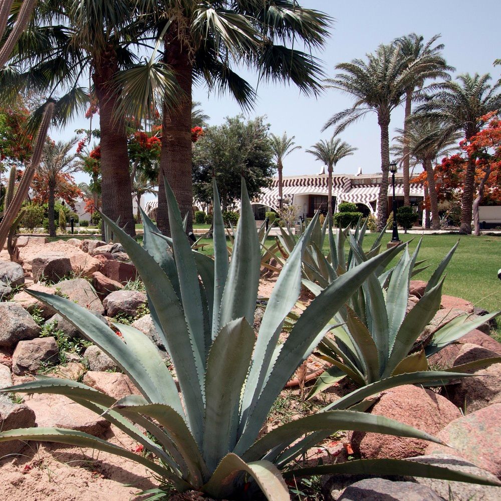 SWISS INN RESORT DAHAB - 7