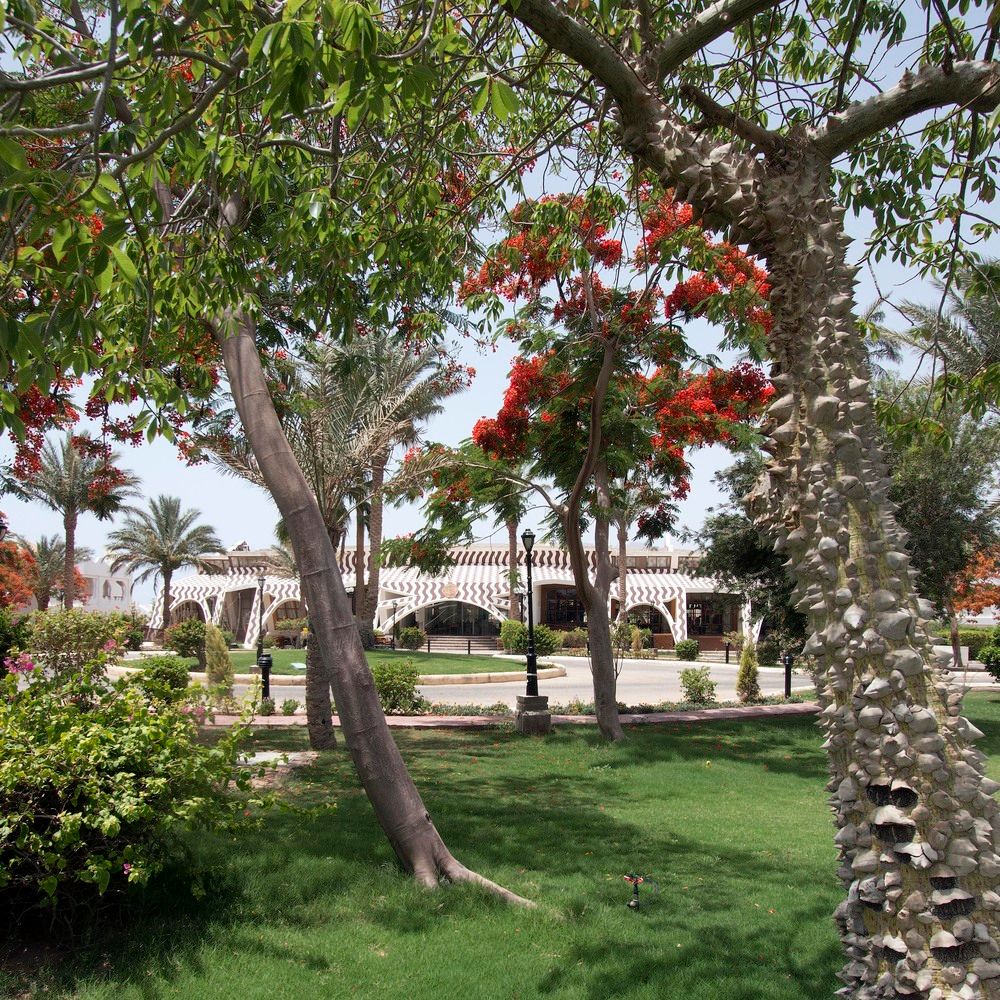 SWISS INN RESORT DAHAB - 2