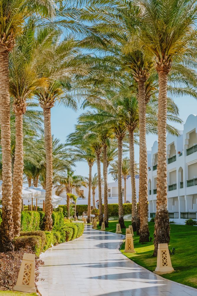 BARON PALMS (only adults 16+) - 2