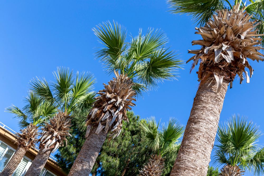 Solana by Yelken (ex. Yelken Mandalinci Spa Welness Hotel) - 10