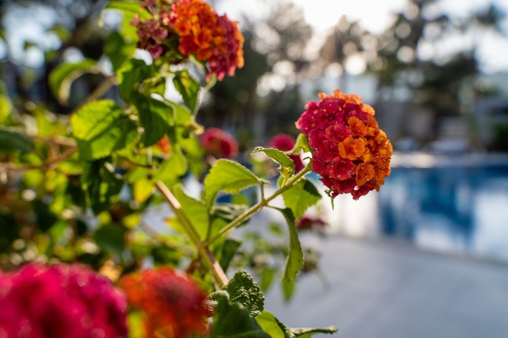 Hillstone Bodrum & Spa - 7