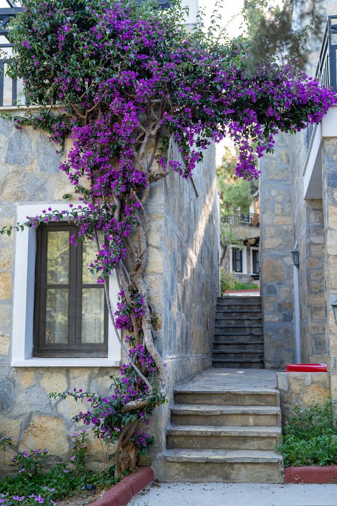 Zeniya Bodrum Park Resort - 107