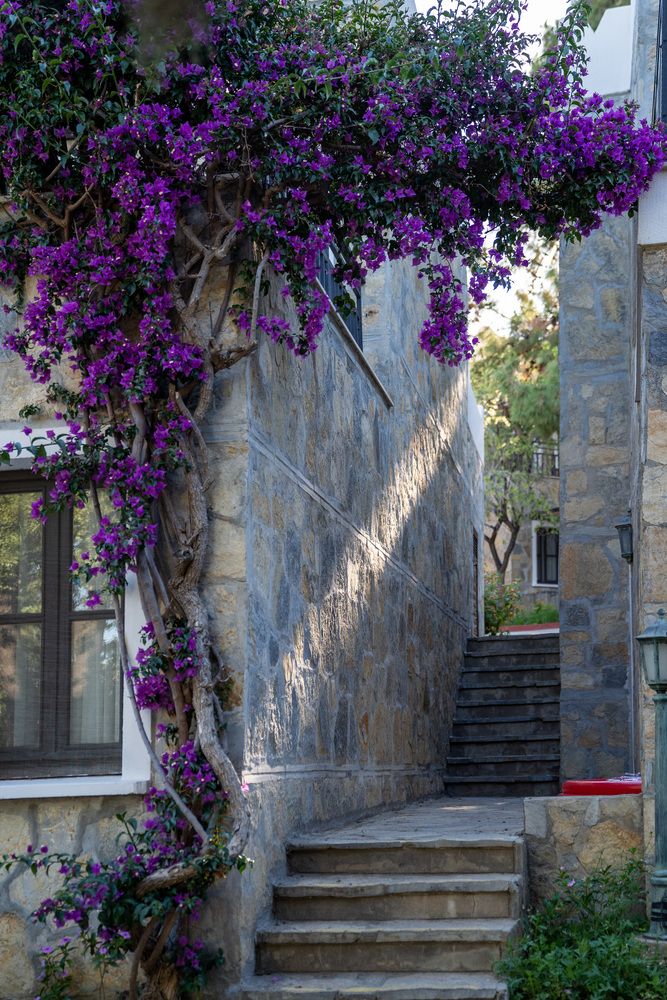 Zeniya Bodrum Park Resort - 104