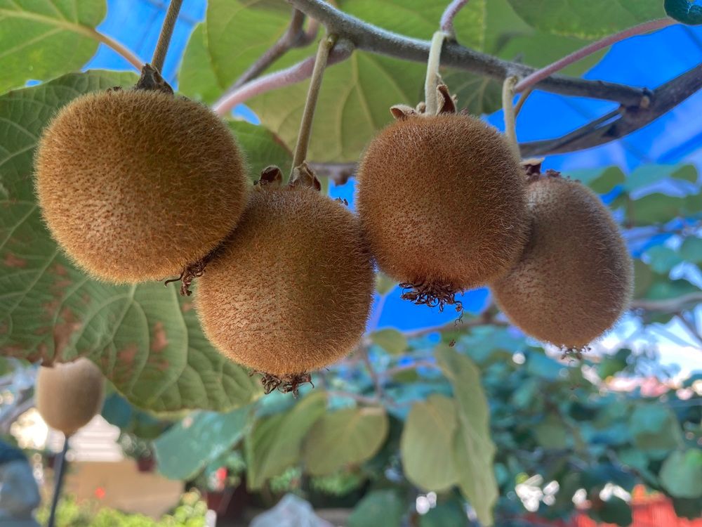 МАРТЛЕН, гостевой дом  - 9