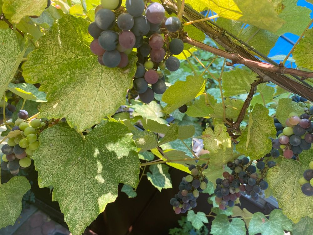 МАРТЛЕН, гостевой дом  - 8