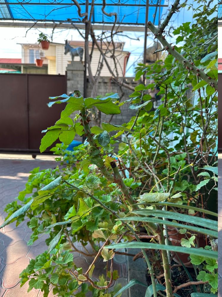 МАРТЛЕН, гостевой дом  - 12