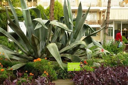 БУРГАС, пансионат (лечение с 5 лет) - 8