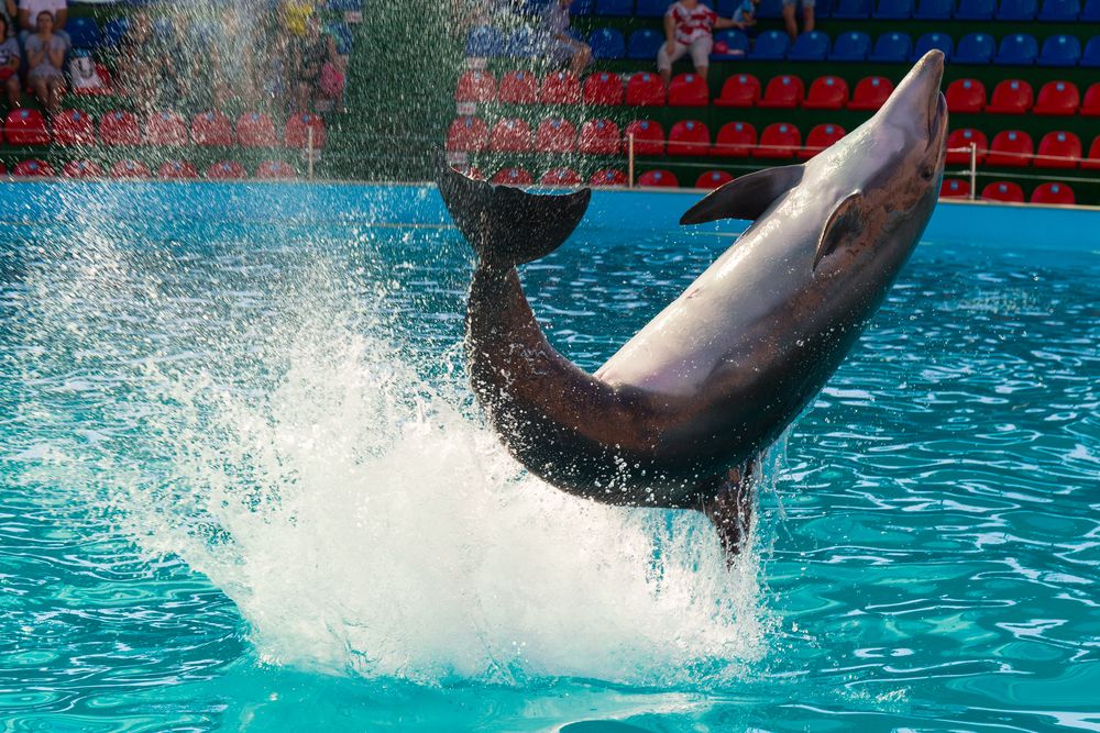 АДЛЕРКУРОРТ, санаторий (корп. ДЕЛЬФИН) - 37