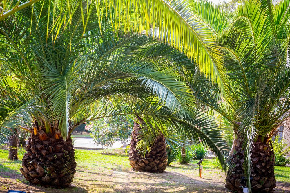 АДЛЕРКУРОРТ, санаторий (корп. КОРАЛЛ) - 31