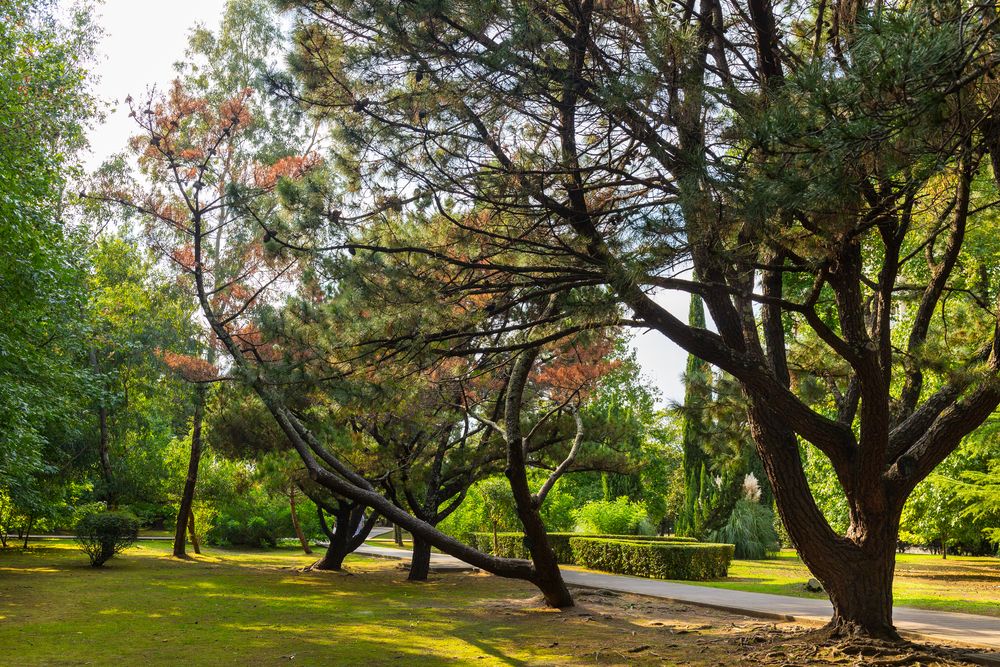 АДЛЕРКУРОРТ, санаторий (корп. КОРАЛЛ) - 30