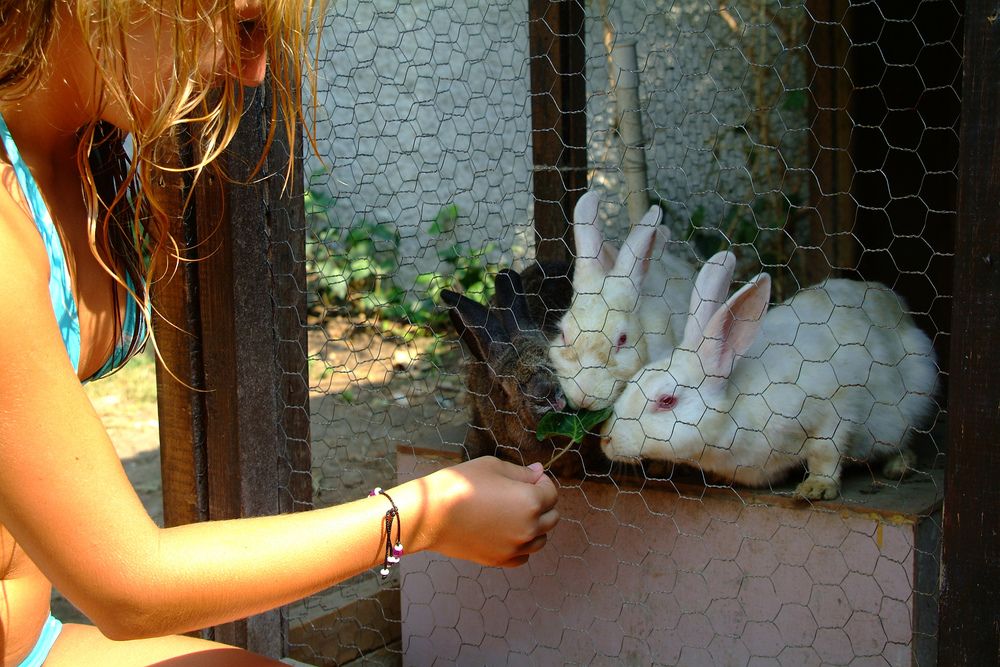 Dg Hotels Rose Resort (only adults 14+) - 46