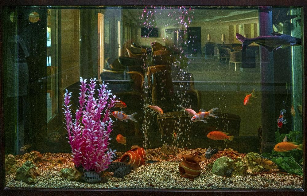 Dg Hotels Rose Resort (only adults 14+) - 13