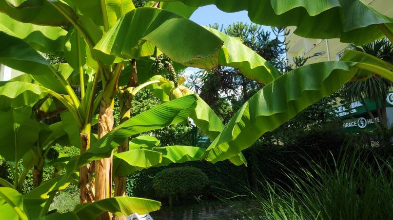 ВИВА ВИКТОРИЯ, гостевой дом - 5