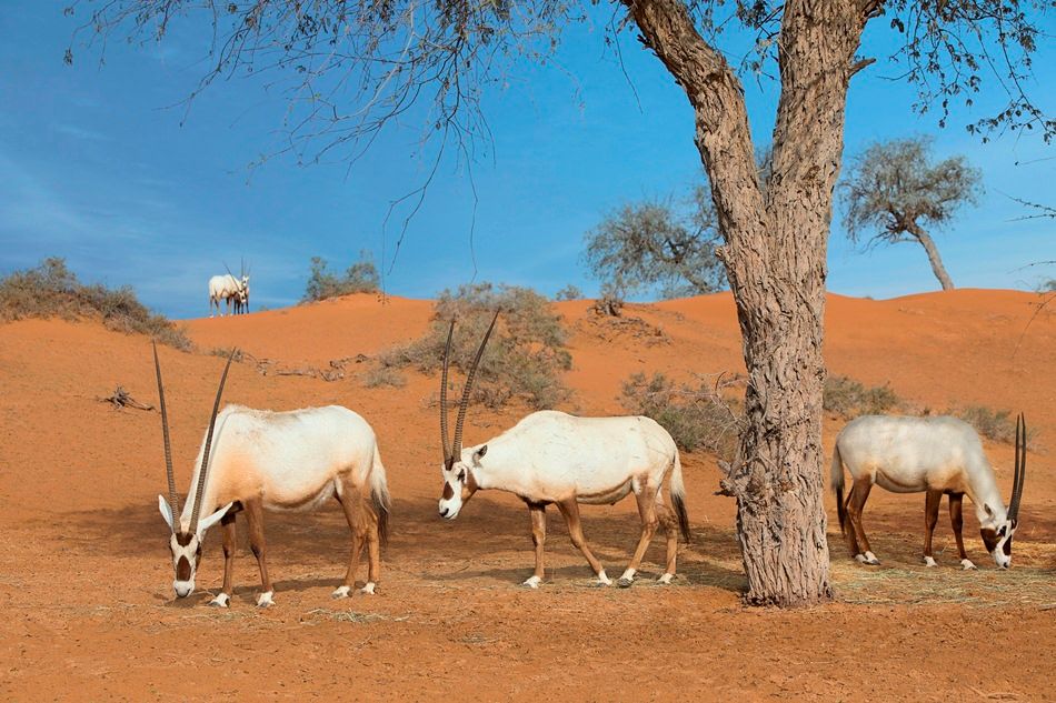 THE RITZ CARLTON RAS AL KHAIMAH, AL WADI DESERT - 71