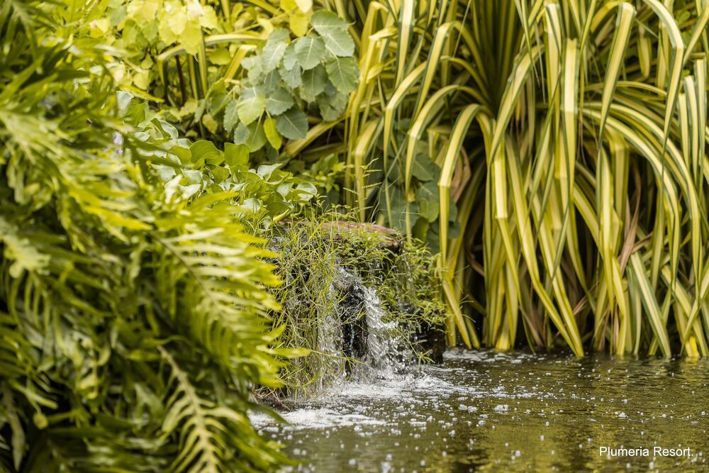 PLUMERIA RESORT PATTAYA - 13