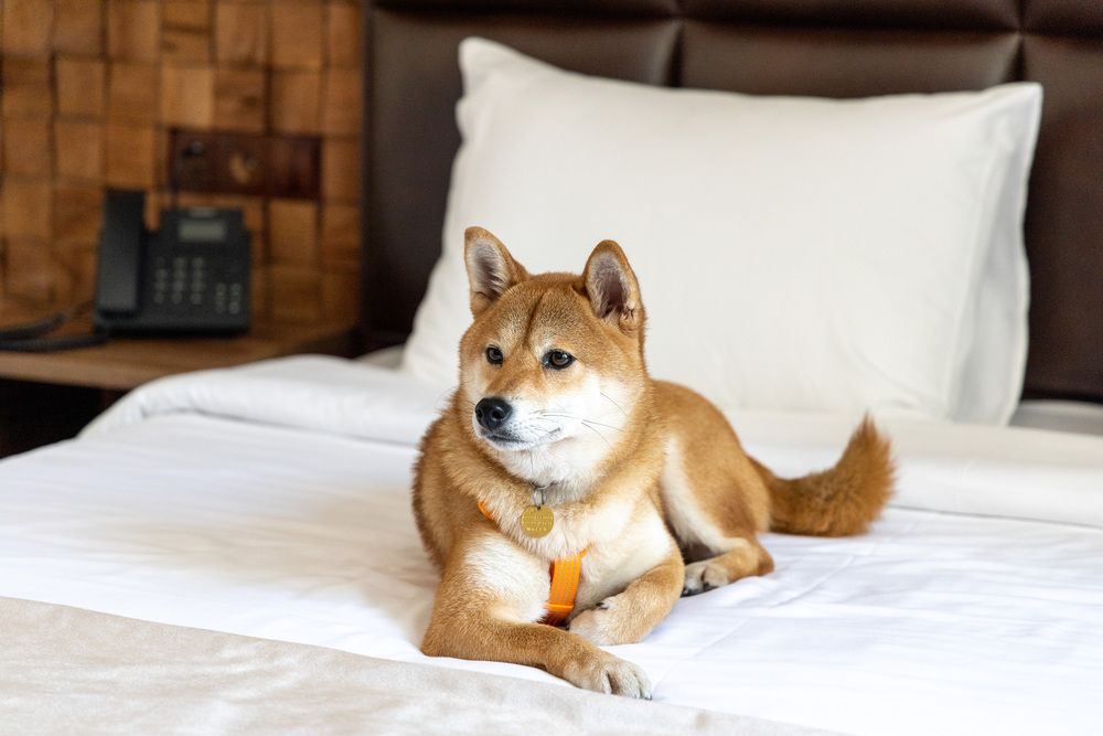 РЭД ВУД BY PROVENCE (бывш. GRAND WAY HAVELI), отель - 19