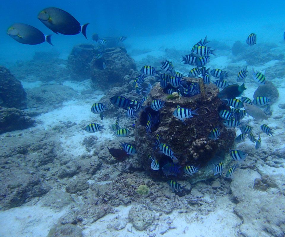 THE RACHA (Koh Racha Yai) - 100