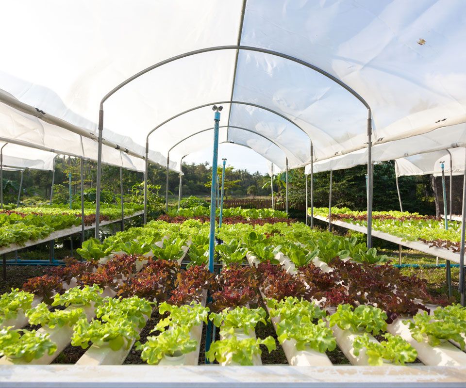 THE RACHA (Koh Racha Yai) - 98