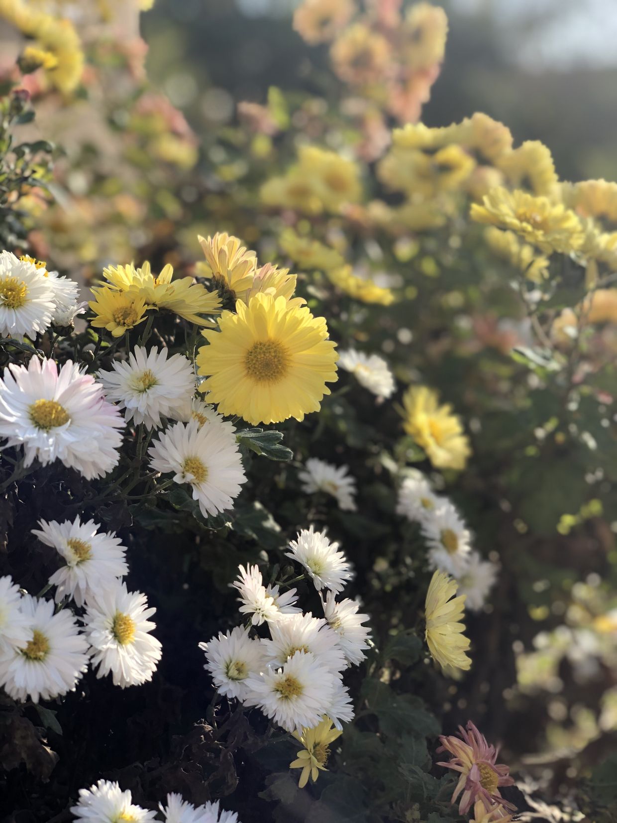 РЕЗИДЕНЦИЯ АПСНЫ, отель стандарт - 13