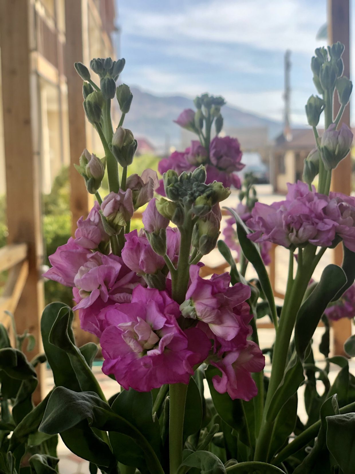 РЕЗИДЕНЦИЯ АПСНЫ, отель стандарт - 14