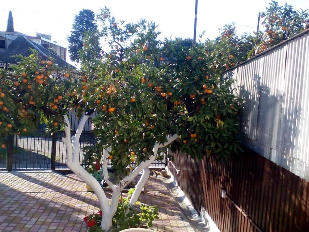 ANNA SARIA GUEST HOUSE (АННА САРИЯ), гостевой дом стандарт - 12