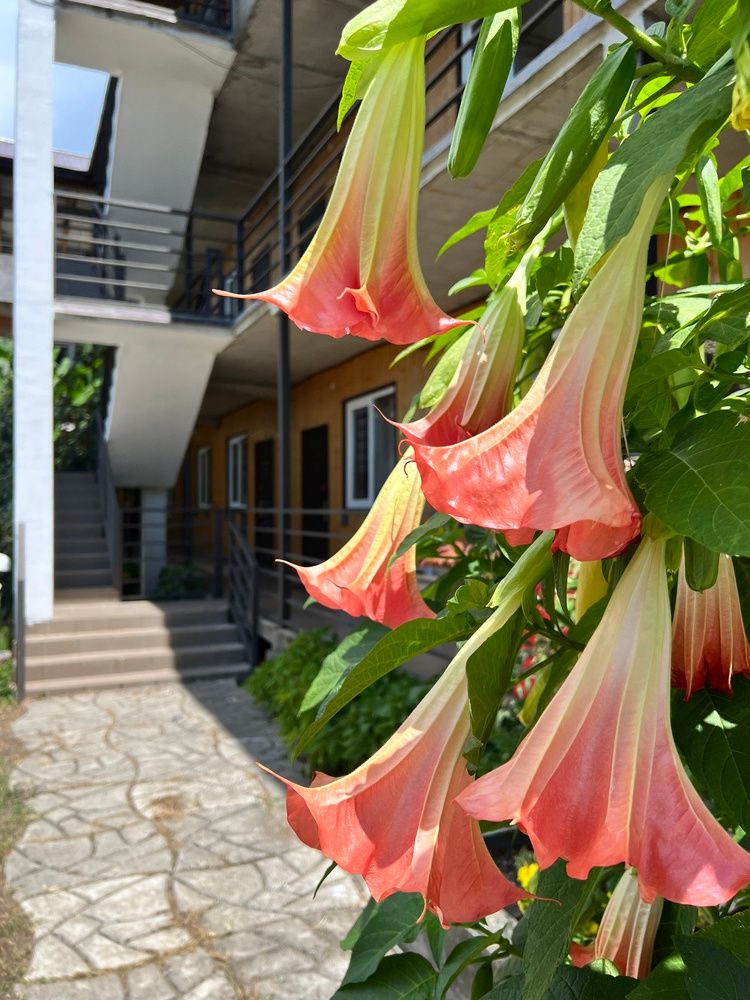 ШАЛЕ У МОРЯ, гостевой дом эконом - 5