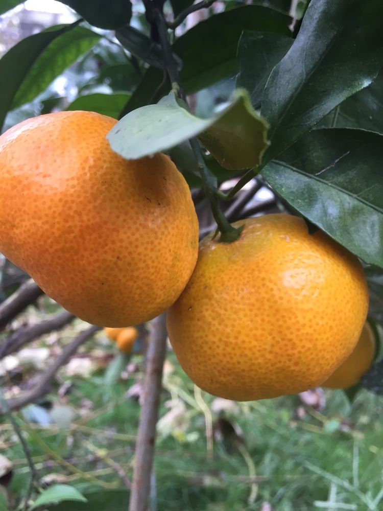 VILLA FAMILIA (ВИЛЛА ФАМИЛИЯ),мини-гостиница эконом - 42